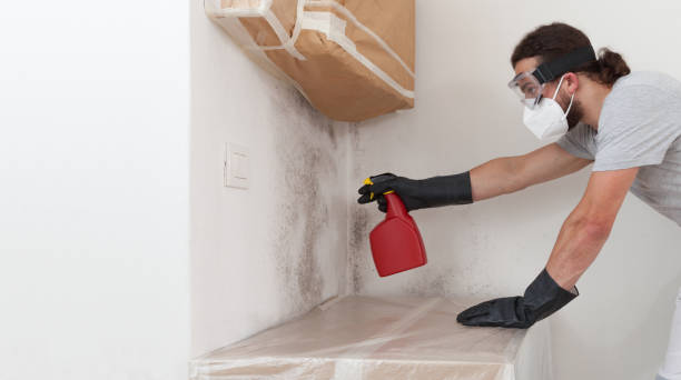 Professional Basement Mold Remediation technician working in Sabillasville, MD